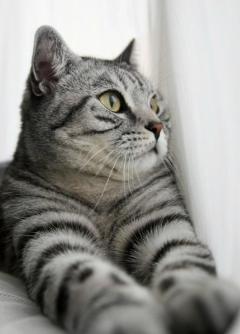 猫咪吐黄水是不是得了绝症？