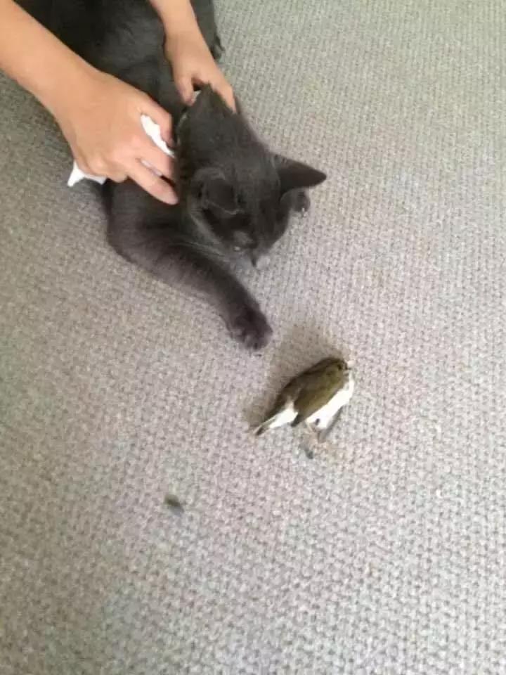 你家猫主子真的只爱你一个吗？