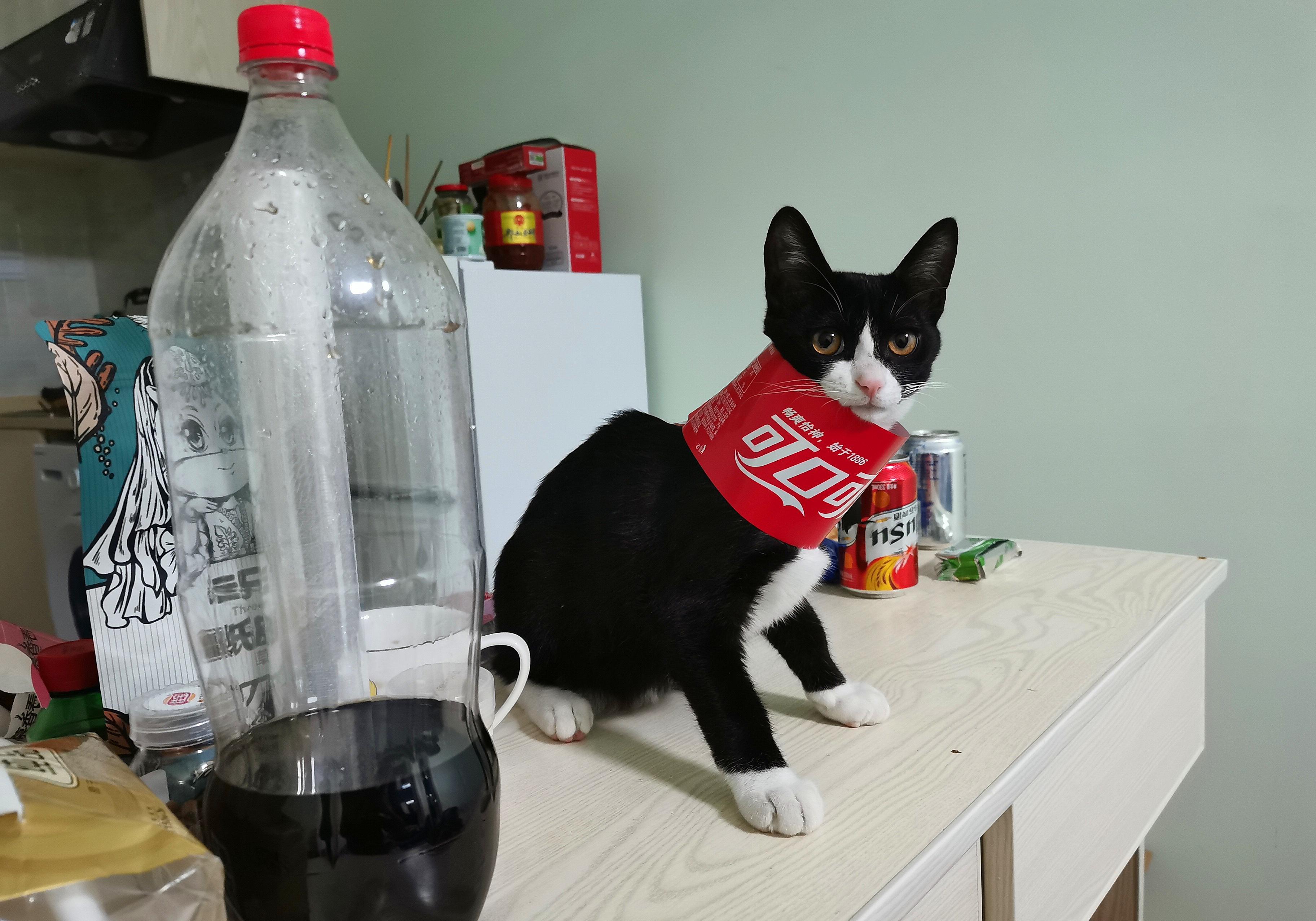 你家主子的嘴巴臭到让你怀疑人生了吗？