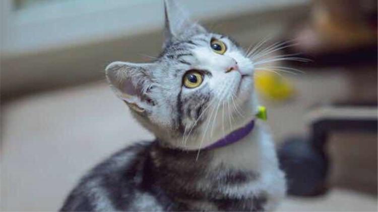 猫咪怀孕后乳头变粉就代表要产奶了吗？