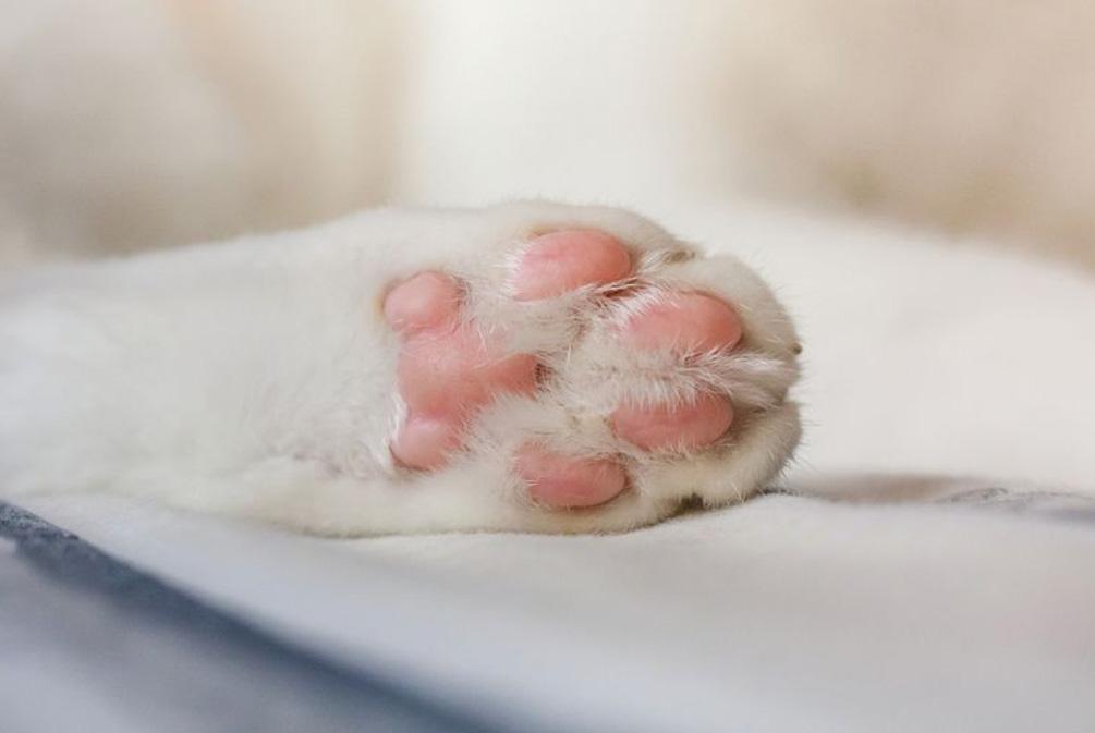 猫咪肉垫发黑就是生病了吗？