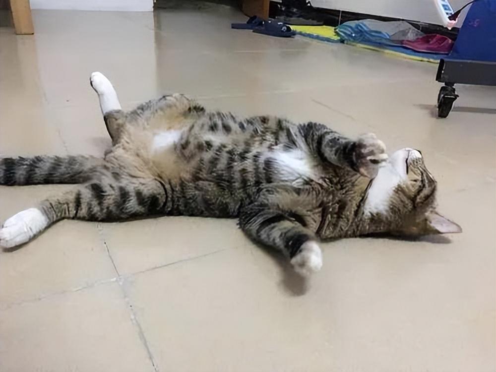 为什么别人家的猫视频点赞过万，你的却无人问津？