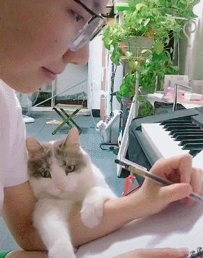 猫主子突然睁不开单眼？这6件事你必须立刻做！