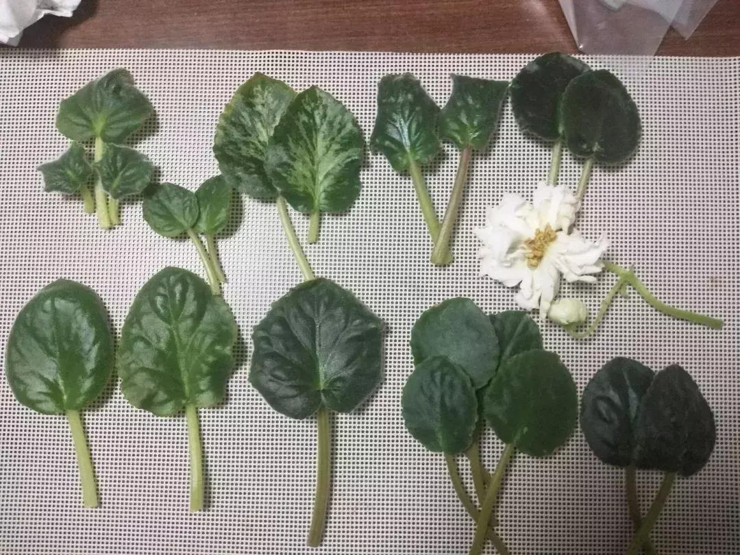 3月27日到底藏着什么秘密? 3月27日到底藏着什么秘密?