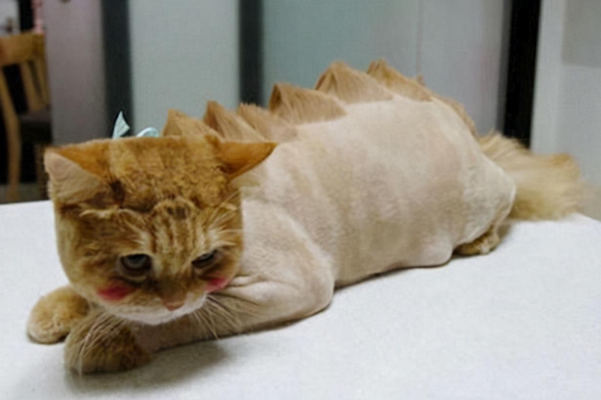 新手养亚洲猫咪真的容易踩坑吗? 新手养亚洲猫咪真的容易踩坑吗?