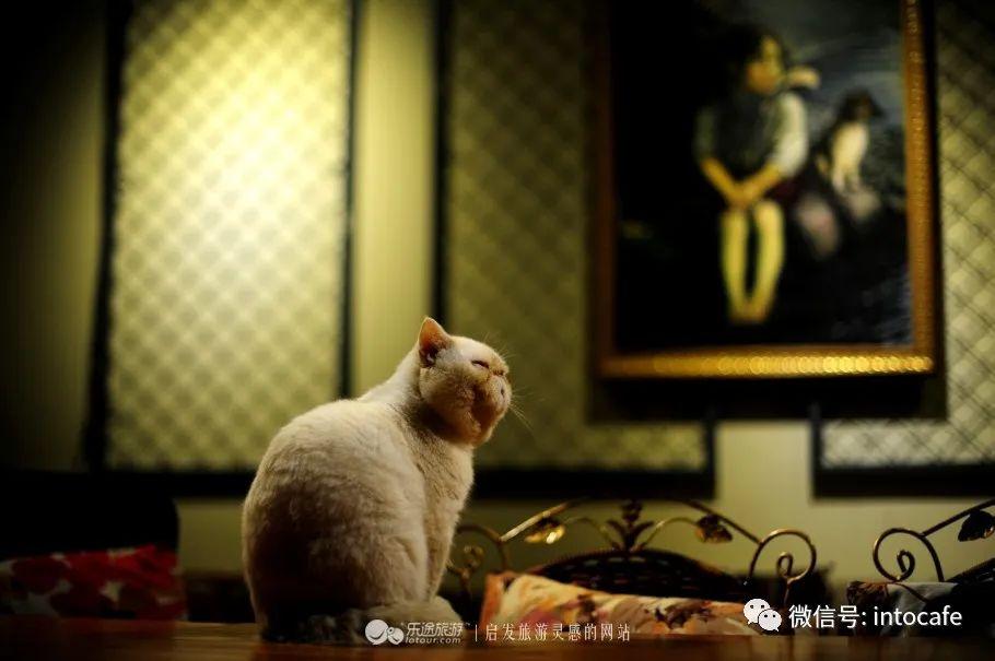 猫咪吐白水会不会突然死掉？