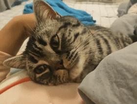 为什么丰田佳美2.0车主总在维修费上踩坑?这份避坑指南帮你省5000元 为什么丰田佳美2.0车主总在维修费上踩坑?这份避坑指南帮你省5000元