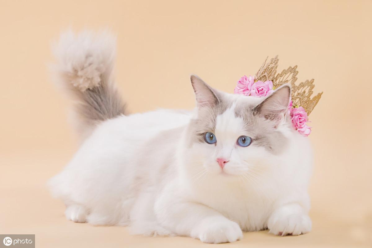 本田锋范报价直降2.3万 新手必看的5个避坑指南