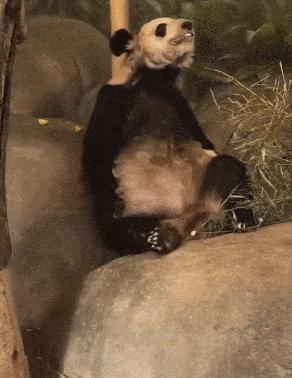 猫咪老师的三种形态到底藏着什么秘密？