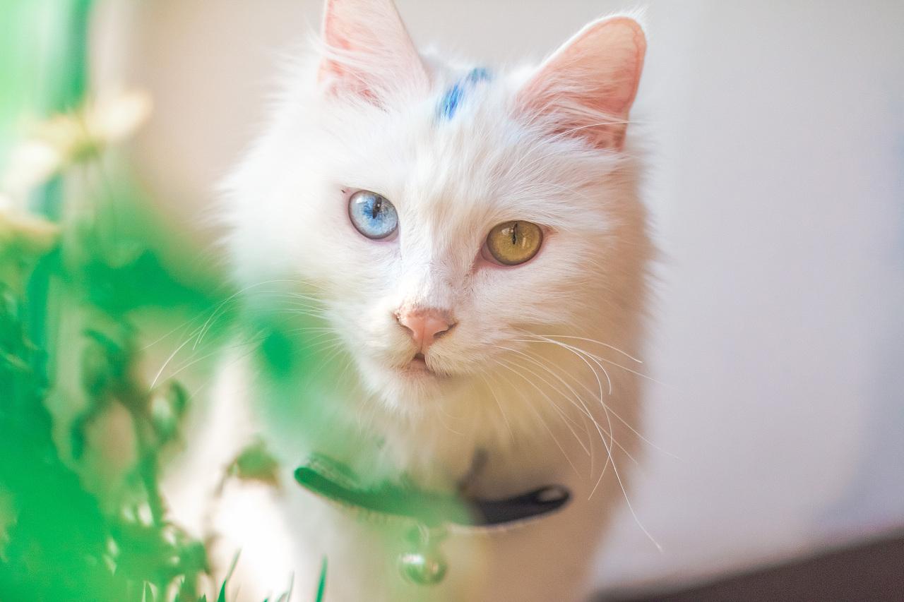 猫咪突然呕吐还蔫了吧唧？可能是肠套叠在作怪！