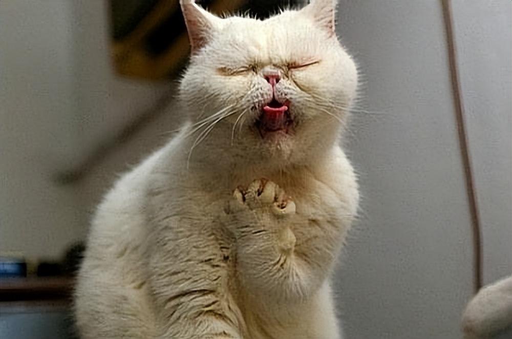 猫咪感冒一个月还没好怎么办？