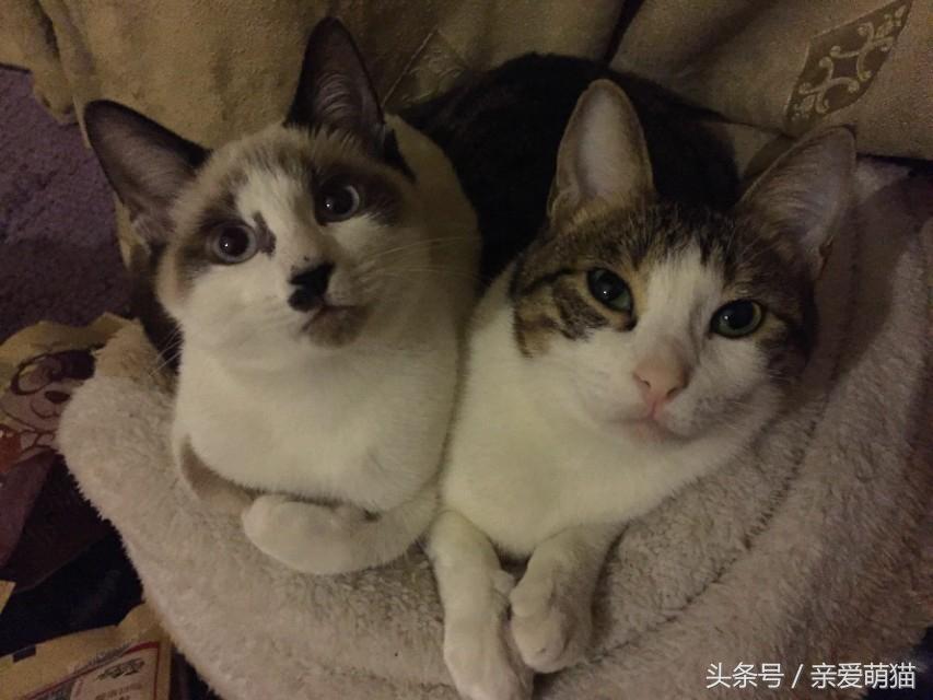 为什么我家猫主子总爱半夜跑酷？