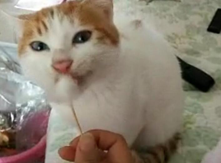 猫咪吐黄水还瘫着不动是中毒了吗? 猫咪吐黄水还瘫着不动是中毒了吗?