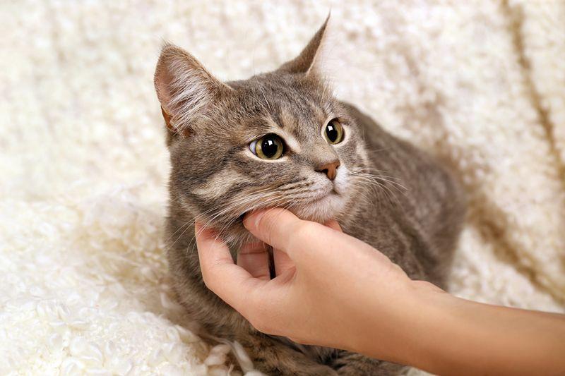 主子们最爱听的声音居然是这些? 主子们最爱听的声音居然是这些?