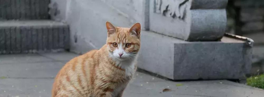 猫咪真的会想主人吗? 猫咪真的会想主人吗?