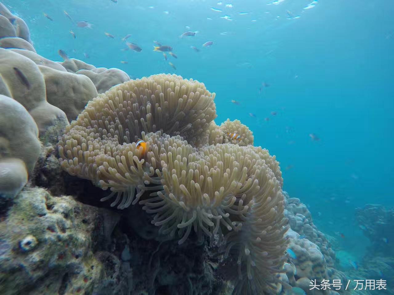 第一次进泰华人论坛怎么避免被骂 菜鸟 ？