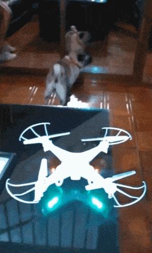 你家猫主子听到这7种声音会吓到起飞？