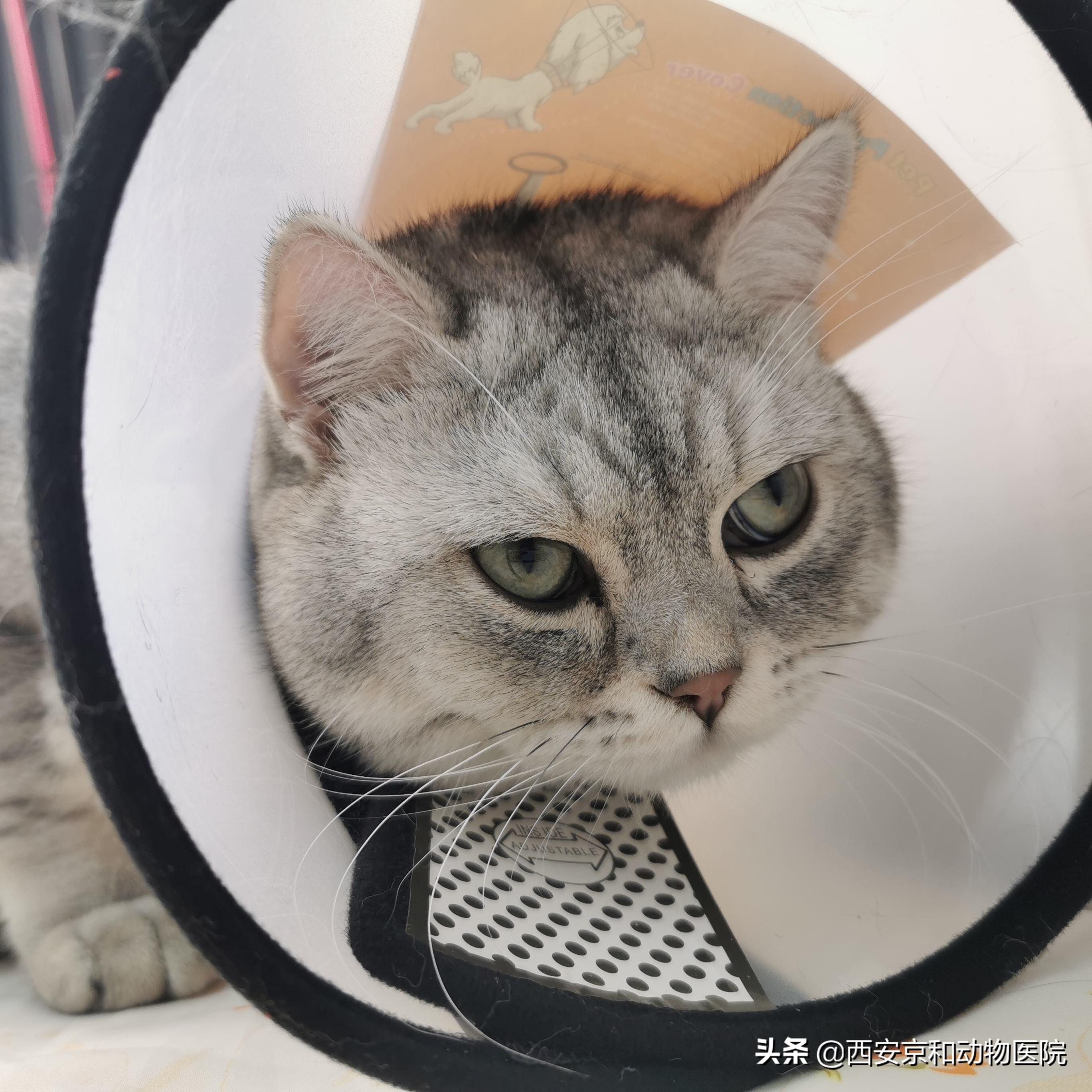 你家猫咪疯狂挠痒？小心这可能是猫藓警报！