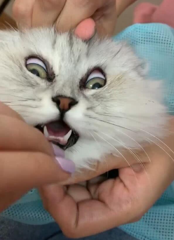 猫咪多大做驱虫才不会出问题? 猫咪多大做驱虫才不会出问题?