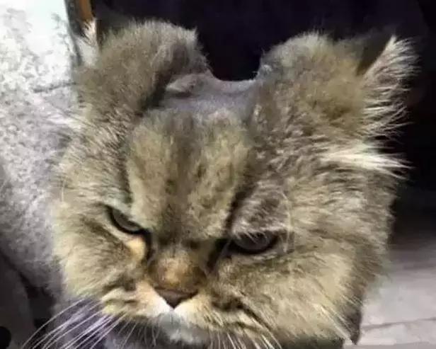 手残党也能给孩子扎出超萌小猫咪发型? 手残党也能给孩子扎出超萌小猫咪发型?