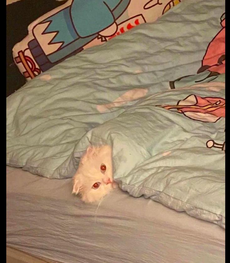 猫咪偷吃开心果会不会出事？