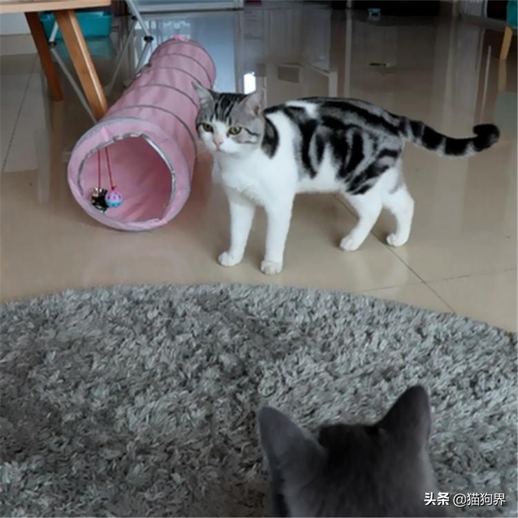 想用毛笔画出萌翻人的小猫咪？这5个坑千万别踩！