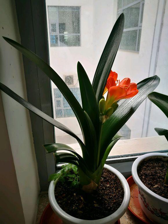 你家猫主子睡觉总捂脸？别慌！这可能是它给你的暗号！