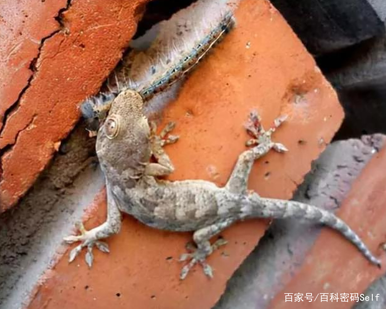 揭秘:壁虎互助到底是不是真的,一文读懂! 揭秘:壁虎互助到底是不是真的,一文读懂!