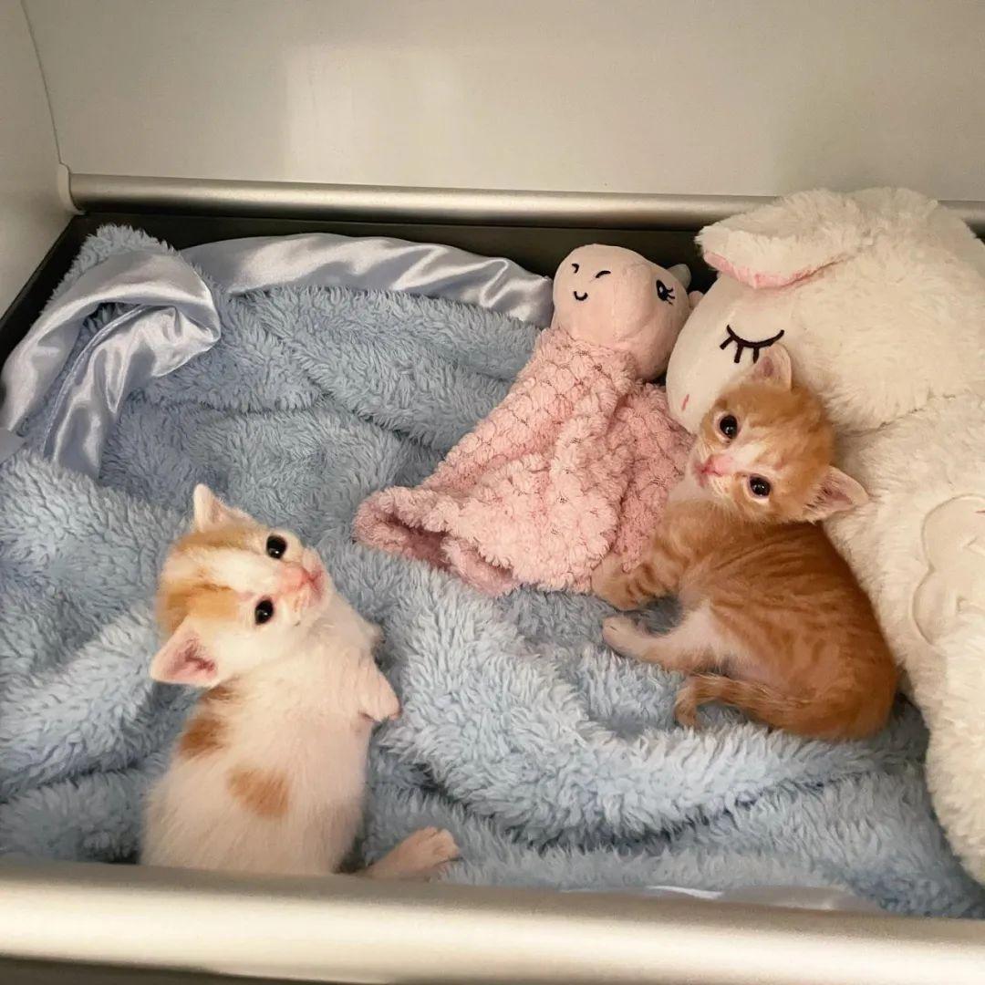 猫咪抱抱表情包到底怎么用才不尴尬？