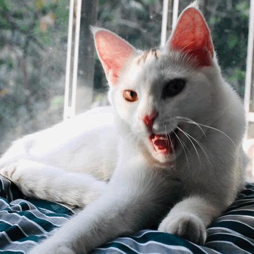 猫咪突然咬人是在说爱你还是讨厌你？