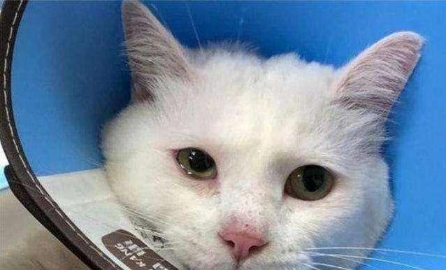 猫咪眼睛发红是发炎了吗？