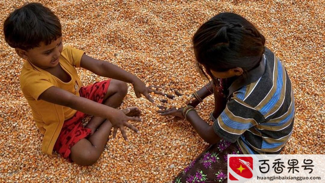 印度粮食出口政策为何不顾穷人死活?内幕惊人 印度粮食出口政策为何不顾穷人死活?内幕惊人