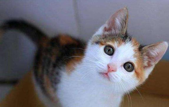 第一次养猫到底要买多少东西才不会手忙脚乱？