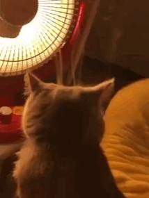 猫咪突然黏人又贪吃？这可能是怀孕信号！