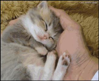 你家猫主子真的会吃小鱼干吗? 你家猫主子真的会吃小鱼干吗?