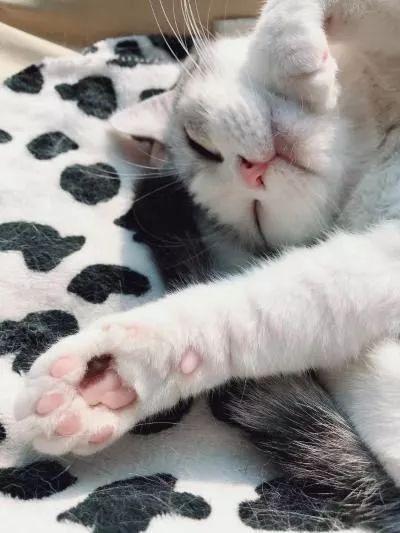 长安之星6363b4y真是新手入门神车吗？