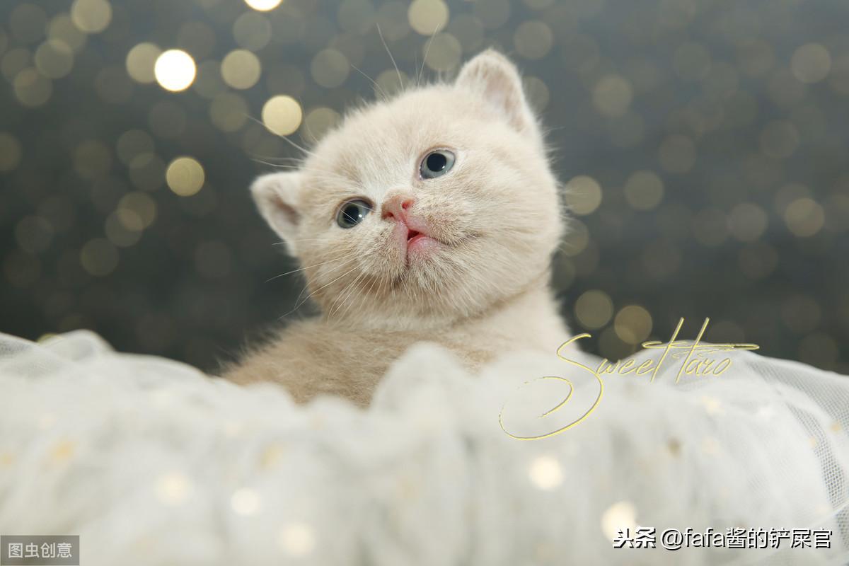 猫咪发情乱叫怎么办?绝育手术真的安全吗? 猫咪发情乱叫怎么办?绝育手术真的安全吗?