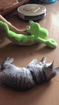 梦见猫咪咬手是福还是祸？