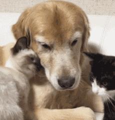 为什么我们总忍不住保存猫咪萌图? 为什么我们总忍不住保存猫咪萌图?