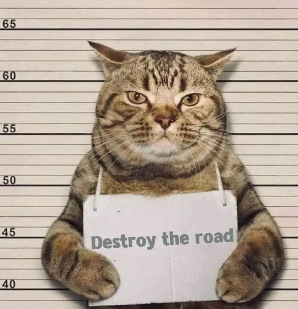 刚接回家的猫咪总搞破坏怎么办？