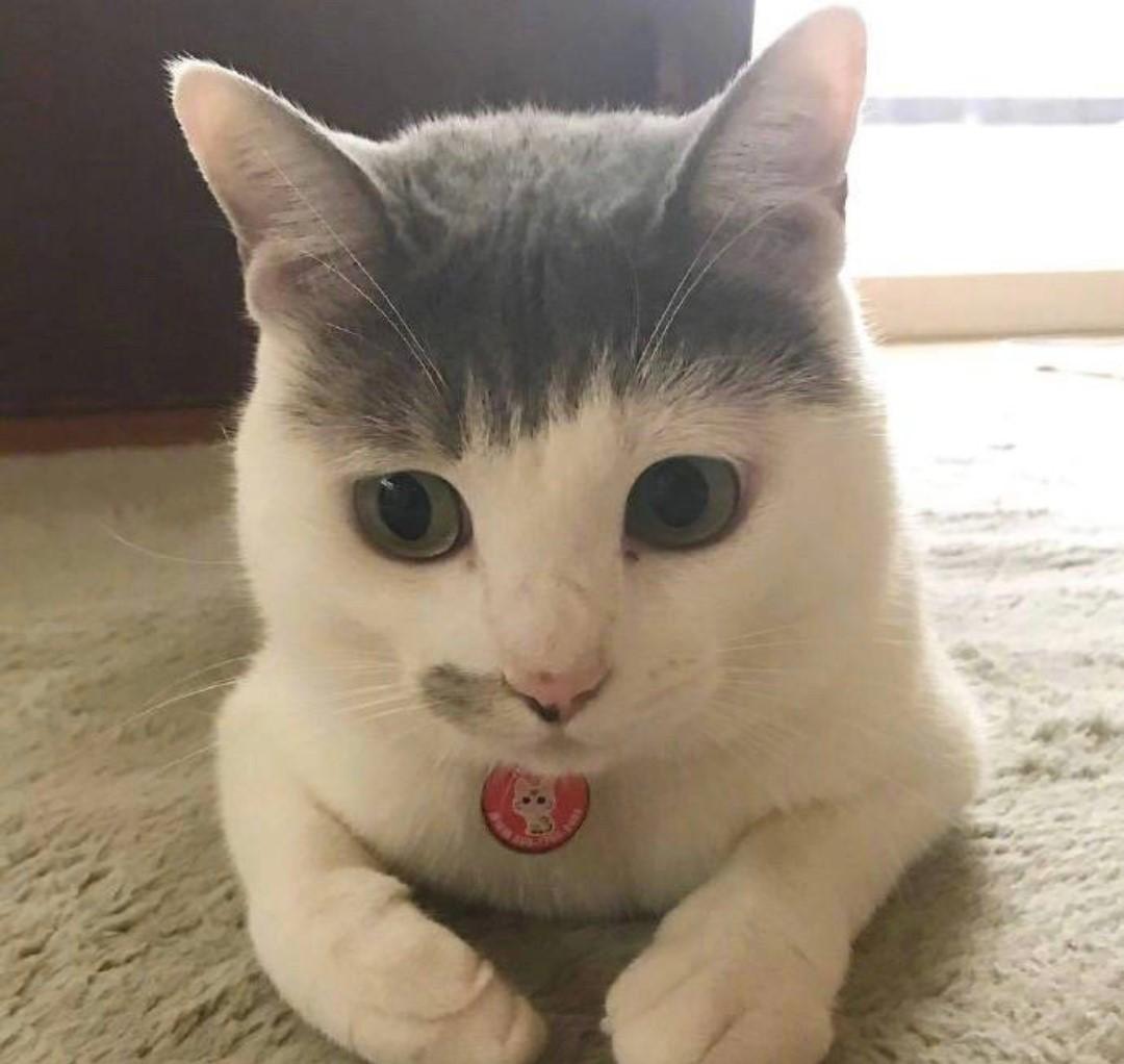 猫咪蜷成球睡觉是不是生病了? 猫咪蜷成球睡觉是不是生病了?