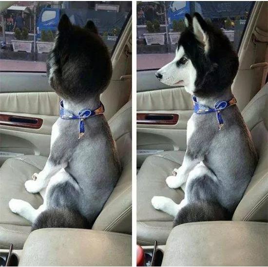 给猫剃毛真的能帮它降温吗？