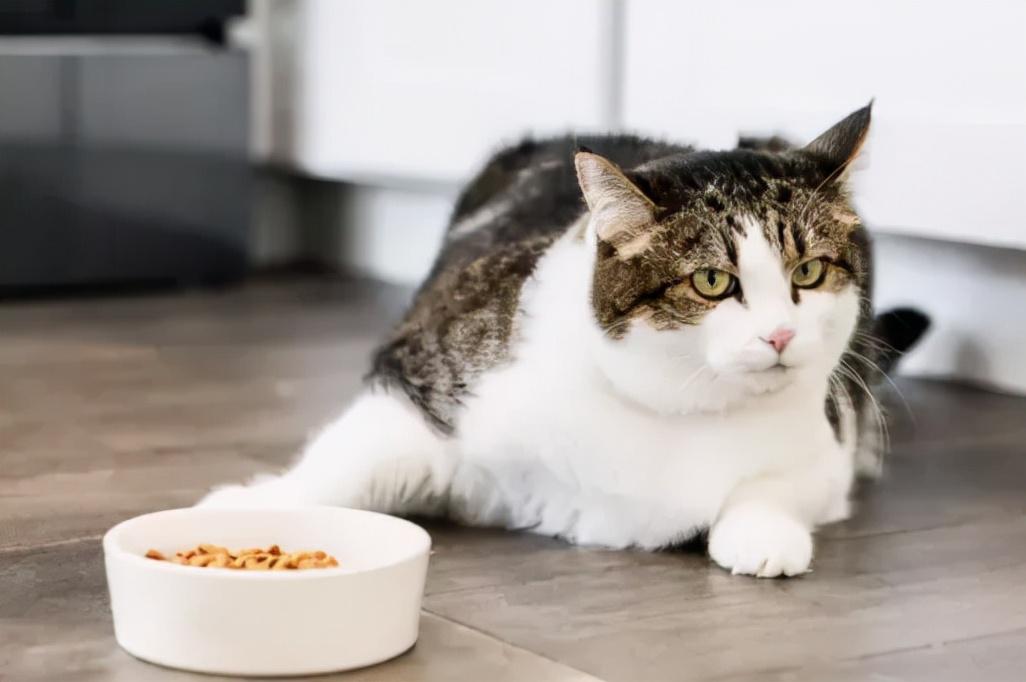 猫咪跑丢了怎么办？这些保命技巧必须收藏！