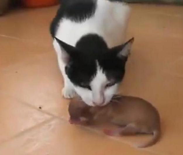 猫咪鼻子冰凉正常吗？