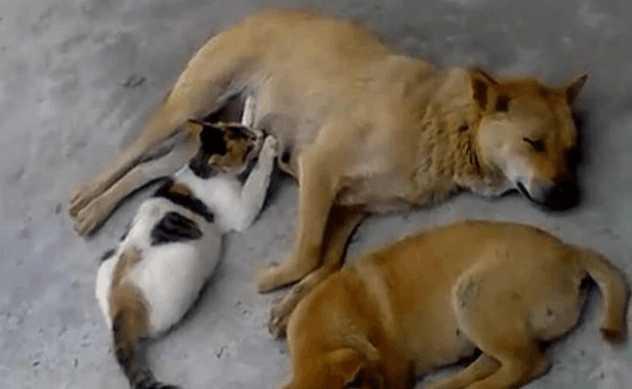 刚接回家的猫崽子到底是公是母？