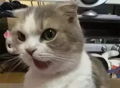 猫咪身上长癣该用什么药？