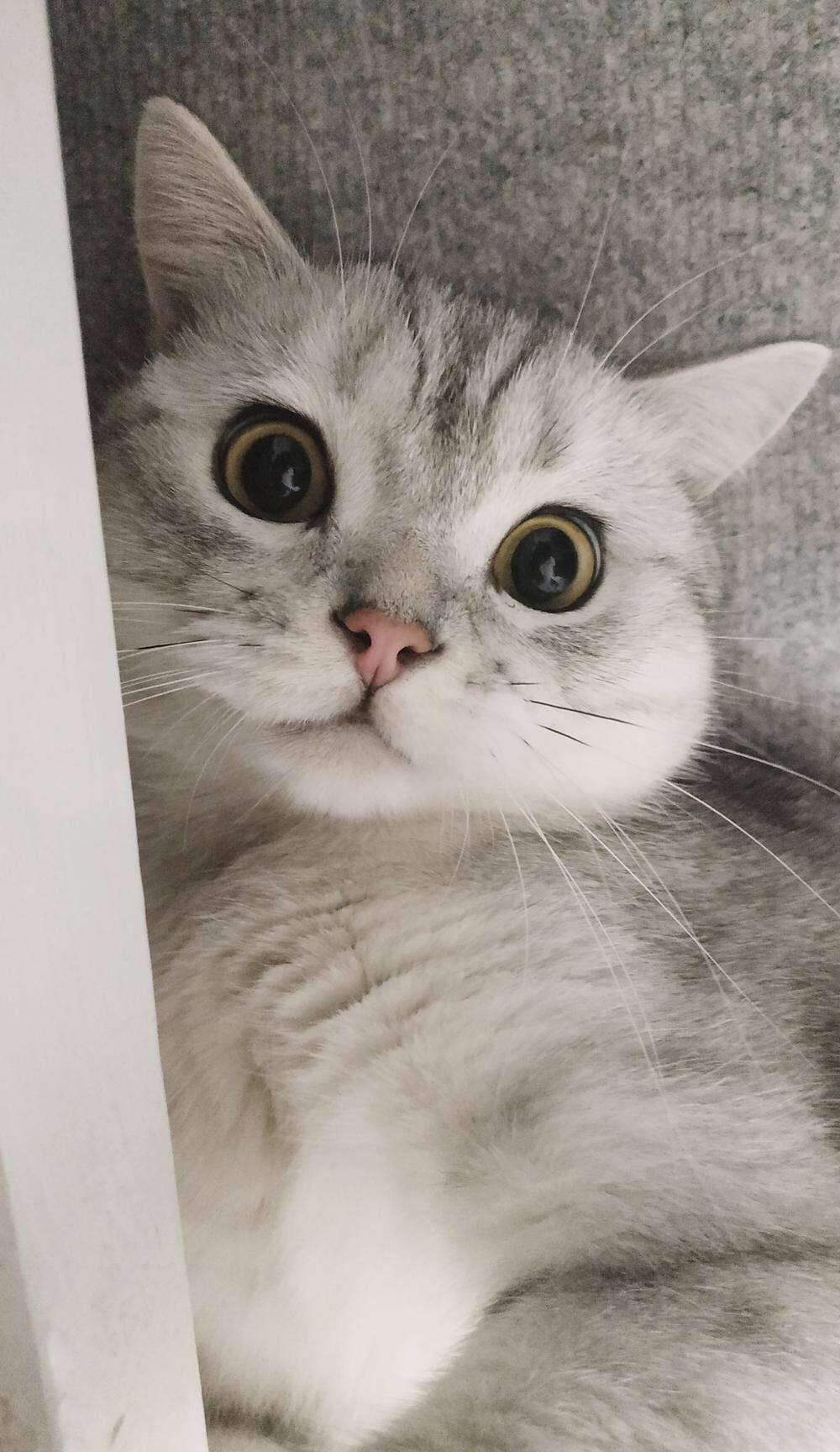 猫咪颜文字到底怎么玩才不翻车？