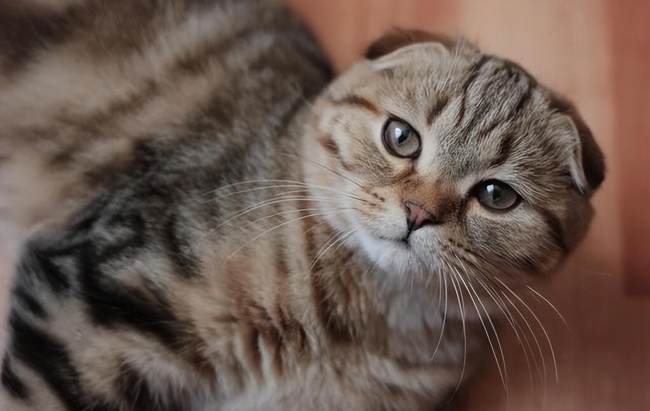 猫咪得了猫瘟真的能活下来吗？