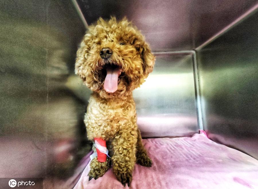 猫崽子三个月不刷牙就会满嘴烂牙吗？