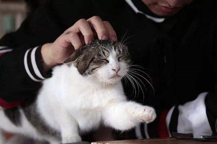 给猫咪取名难到秃头？这30个思路让你秒变起名大师？